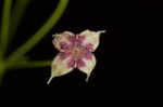 Arkansas bedstraw